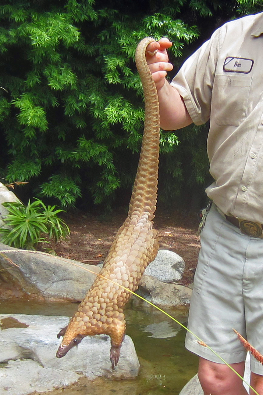 White Bellied Tree Pangolin