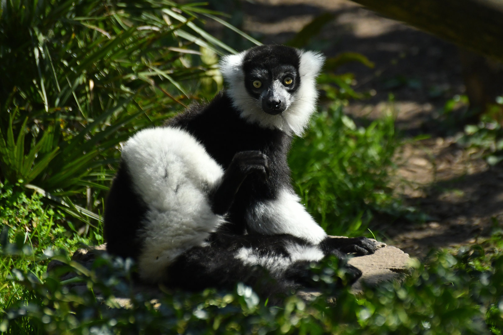White-bellied varied lemur (Varecia variegata subcincta)