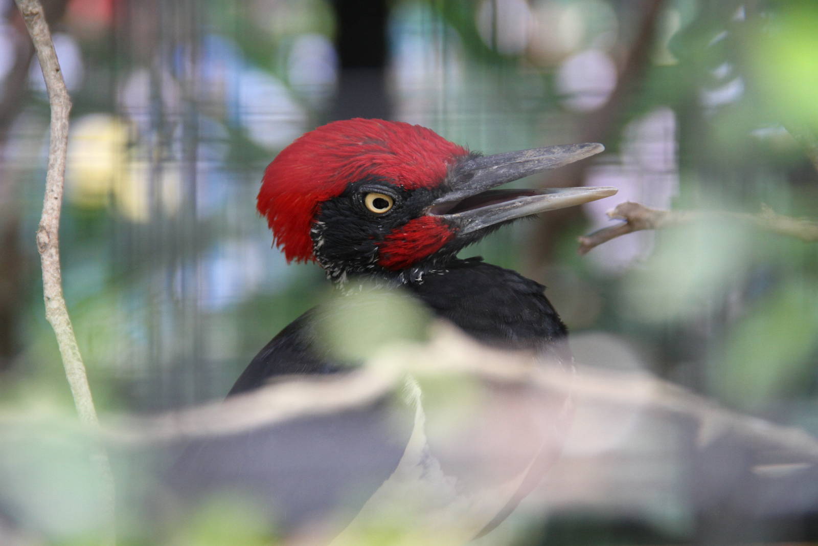 White-bellied Woodpecker (Dryocopus javensis)