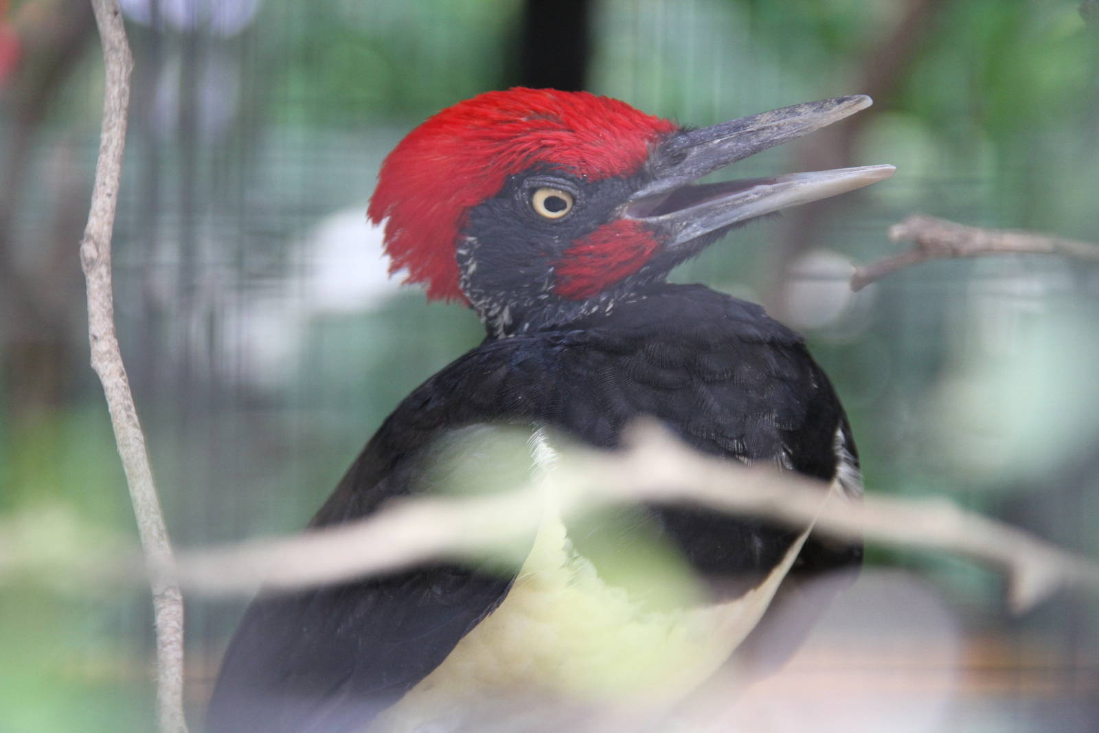 White-bellied Woodpecker (Dryocopus javensis)
