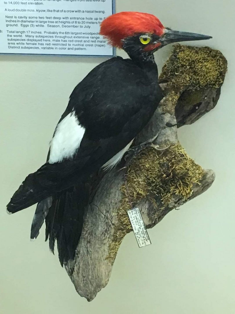 White bellied woodpecker (Dryocopus javensis)