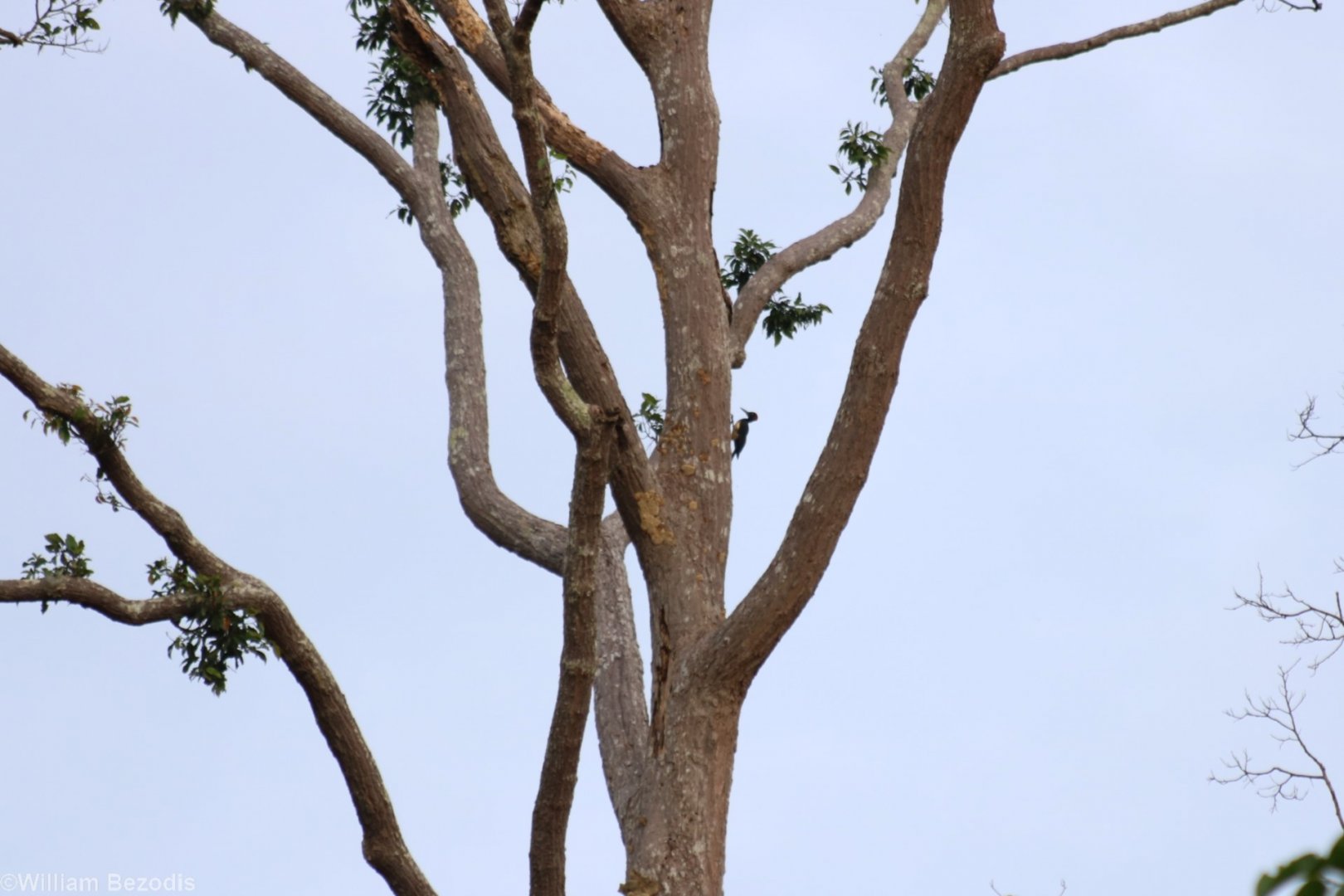 White-bellied Woodpecker in an Emergent Tree - Sepilok
