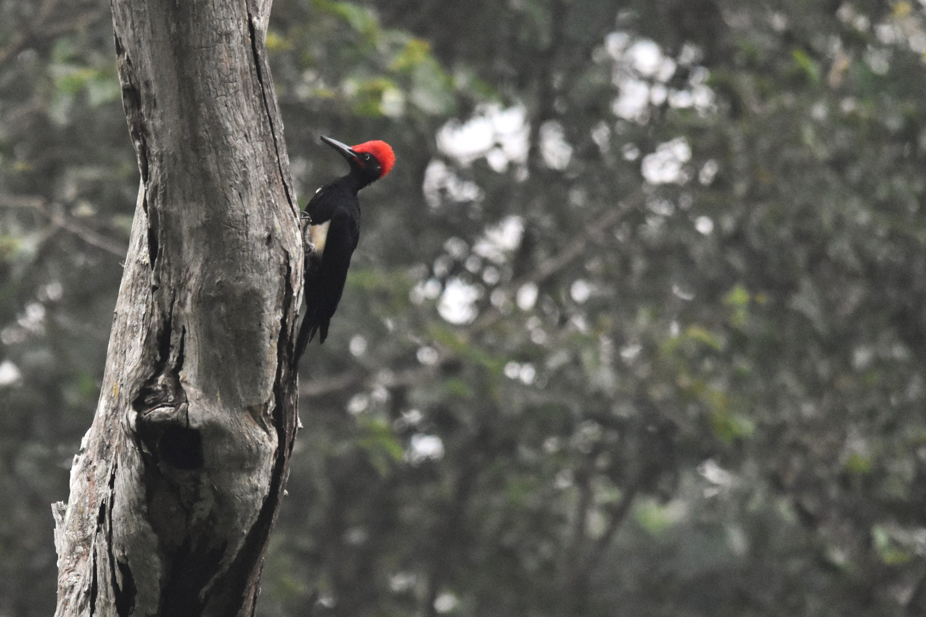 White-bellied Woodpecker, Nagarahole Tiger Reserve, 20th November 2024