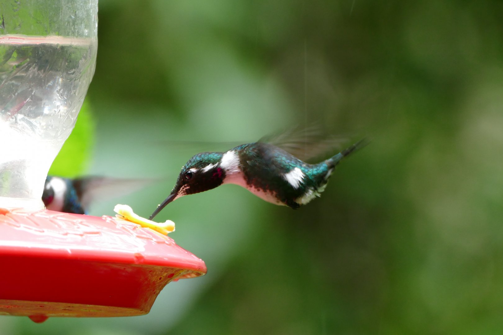 White-bellied Woodstar