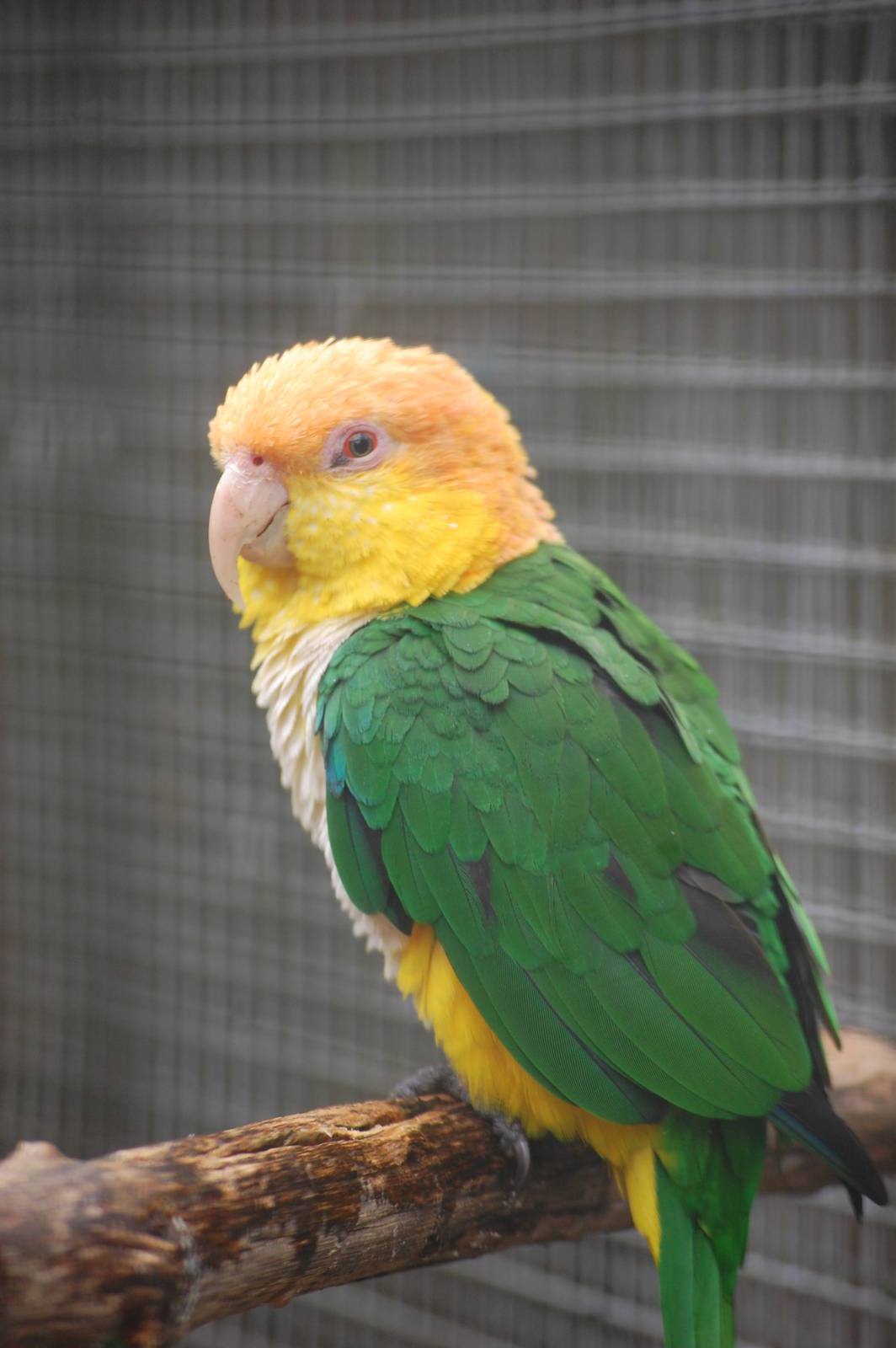 White-belly caique