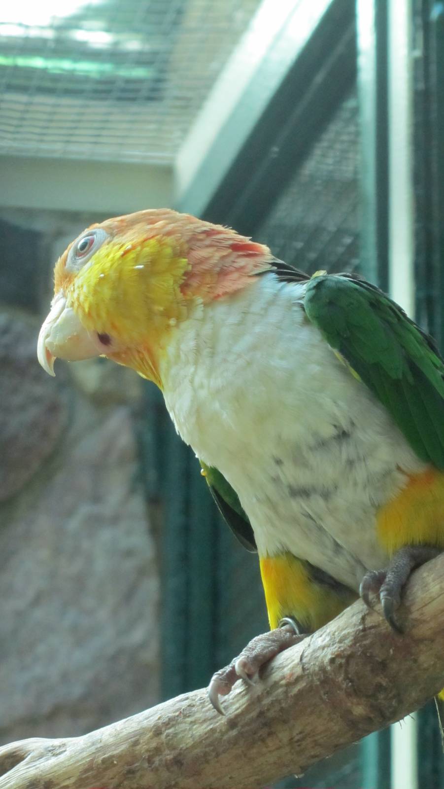 White-belly parrot