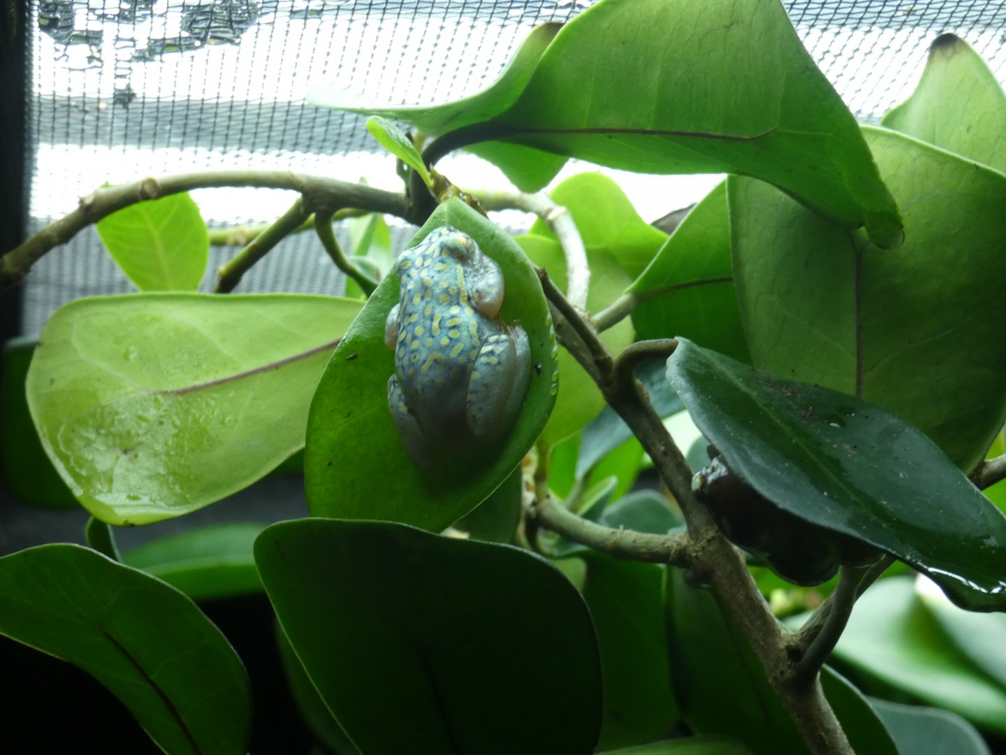 White-belly reed frog