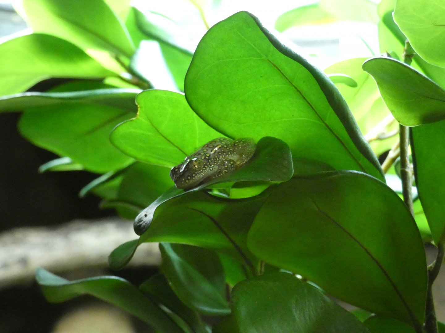 White-belly reed frog