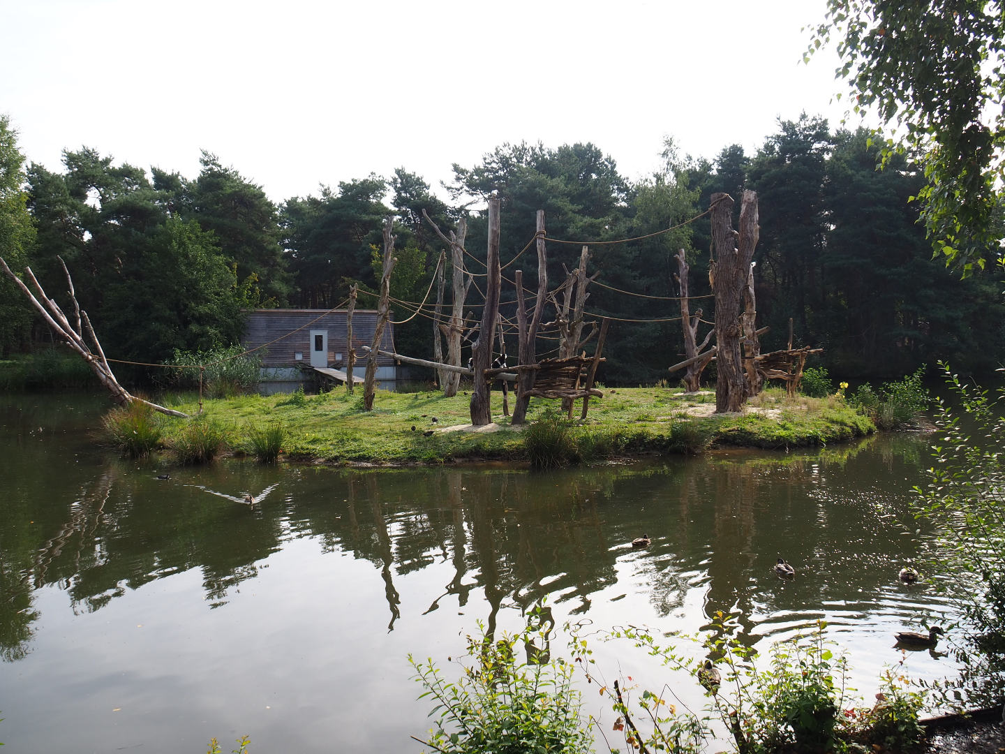White-belted black-and-white ruffed lemur, 2019-09-15