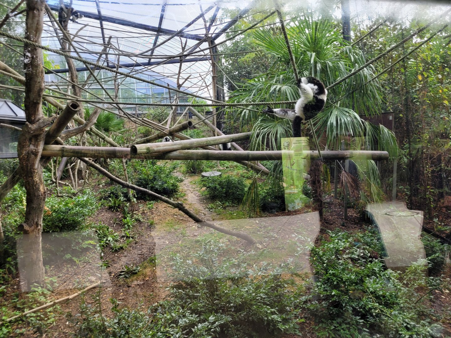White-belted black-and-white ruffed lemur and Mongoose lemur exhibit -Parc Zoologique de Paris (2022)
