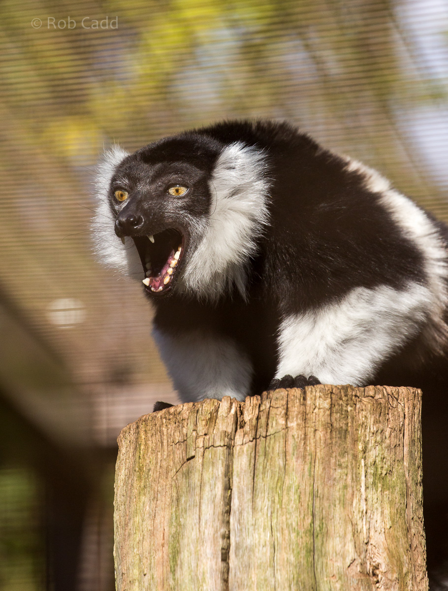 White-belted black-and-white ruffed lemur : Cotswold WP : 20 Oct 2015