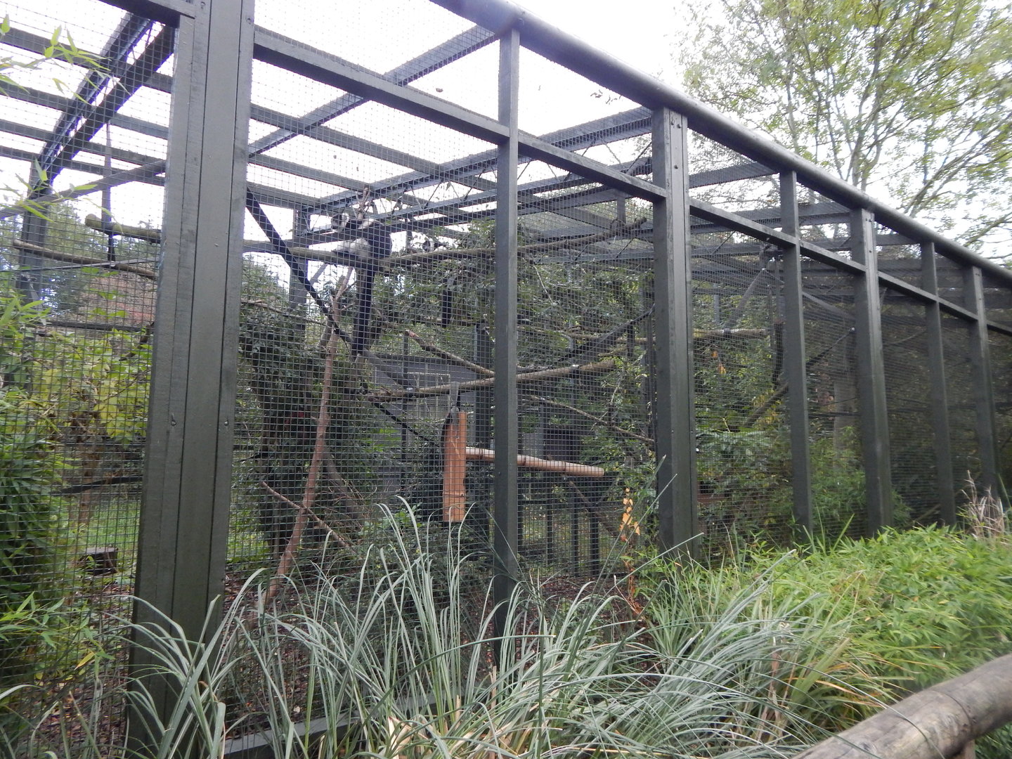White-belted black-and-white ruffed lemur enclosure 221022
