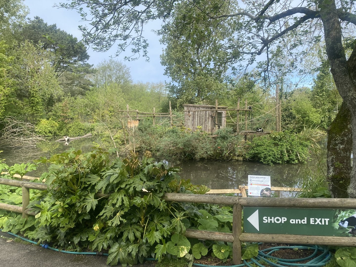 White-belted black and white ruffed lemur island 060523