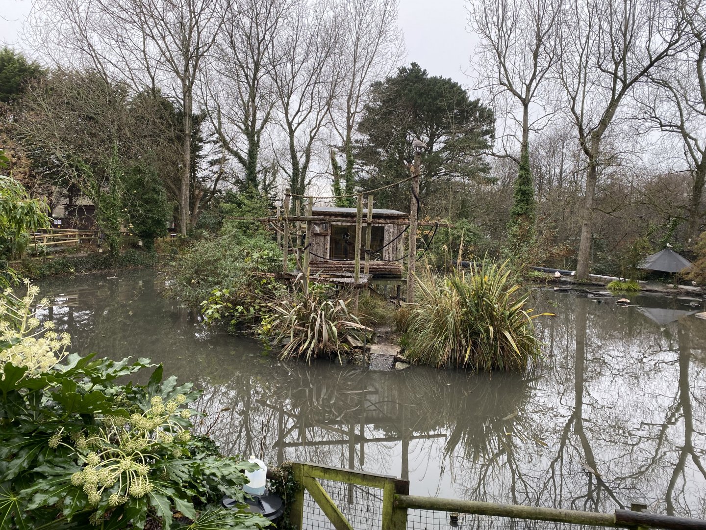 White-belted black and white ruffed lemur island 111221