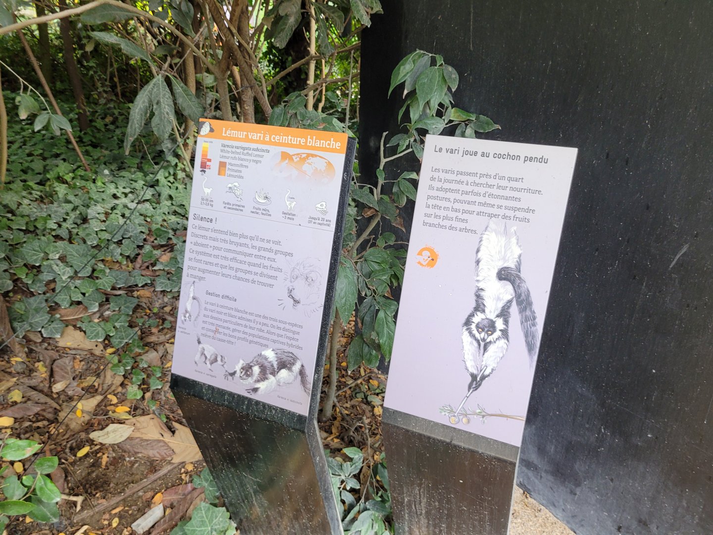 White-belted black-and-white ruffed lemur signs -Parc Zoologique de Paris (2022)