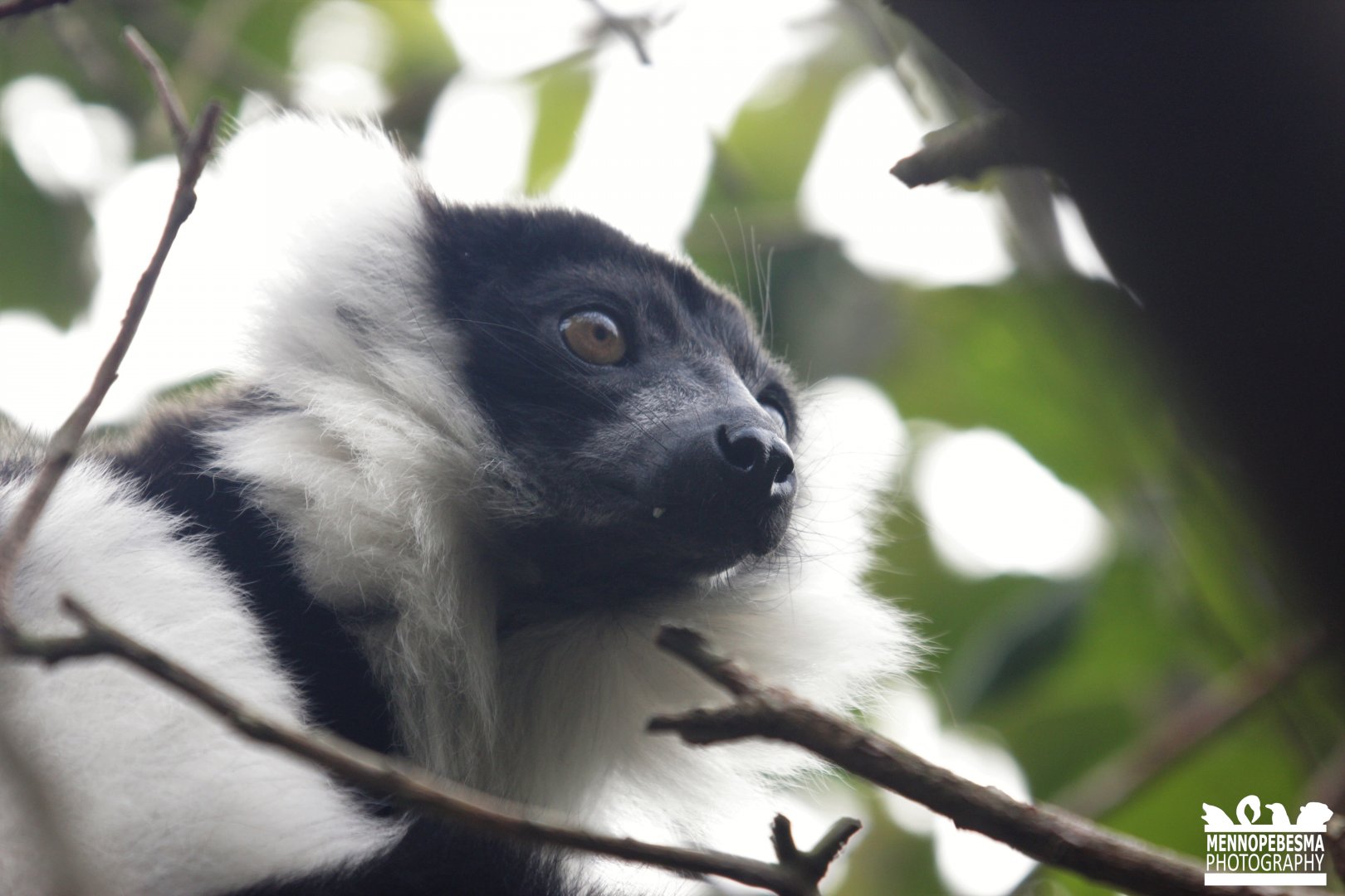 white-belted black-and-white ruffed lemur (V. v. subcincta)