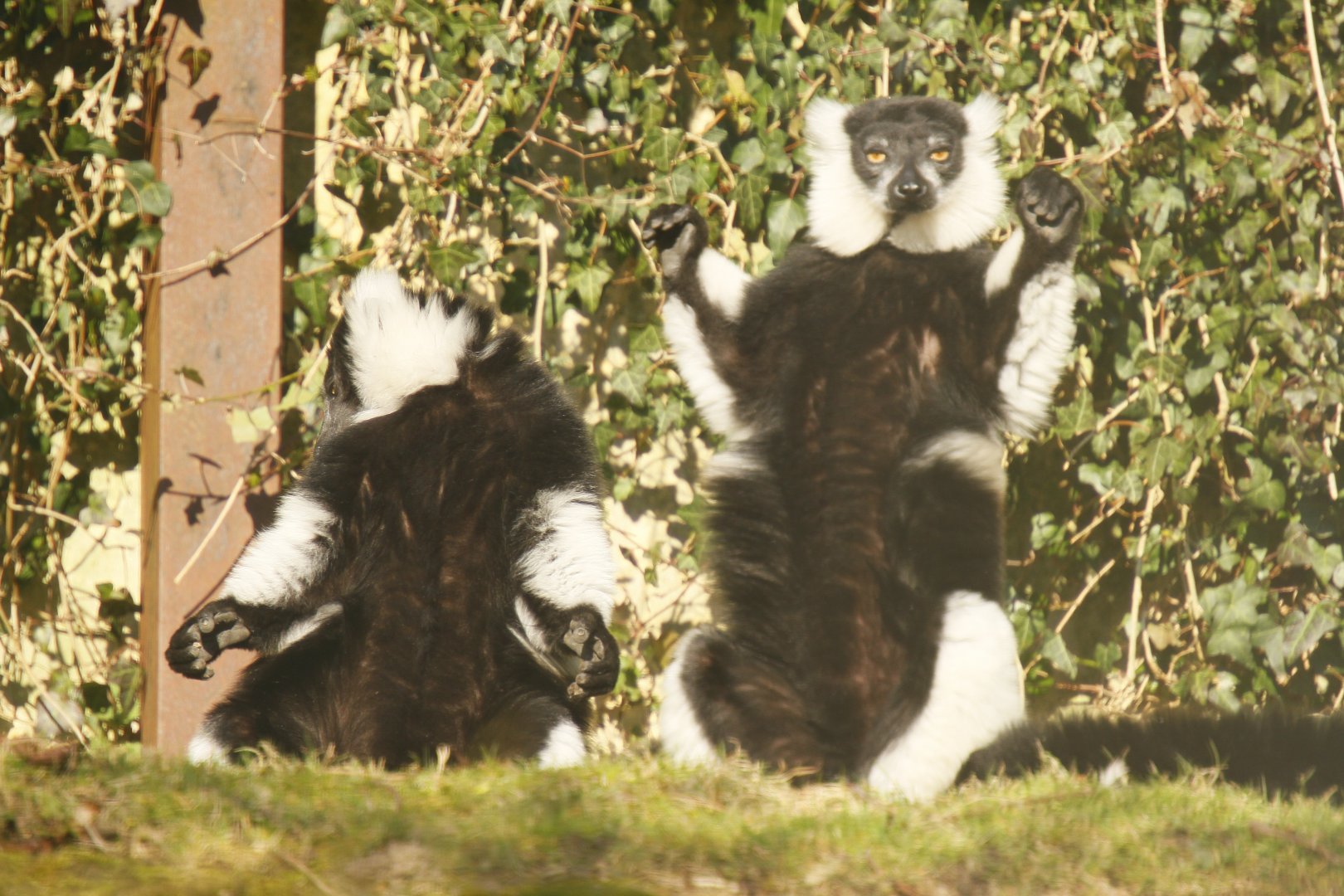 White-belted black-and-white ruffed lemur (Varecia variegata subcincta)