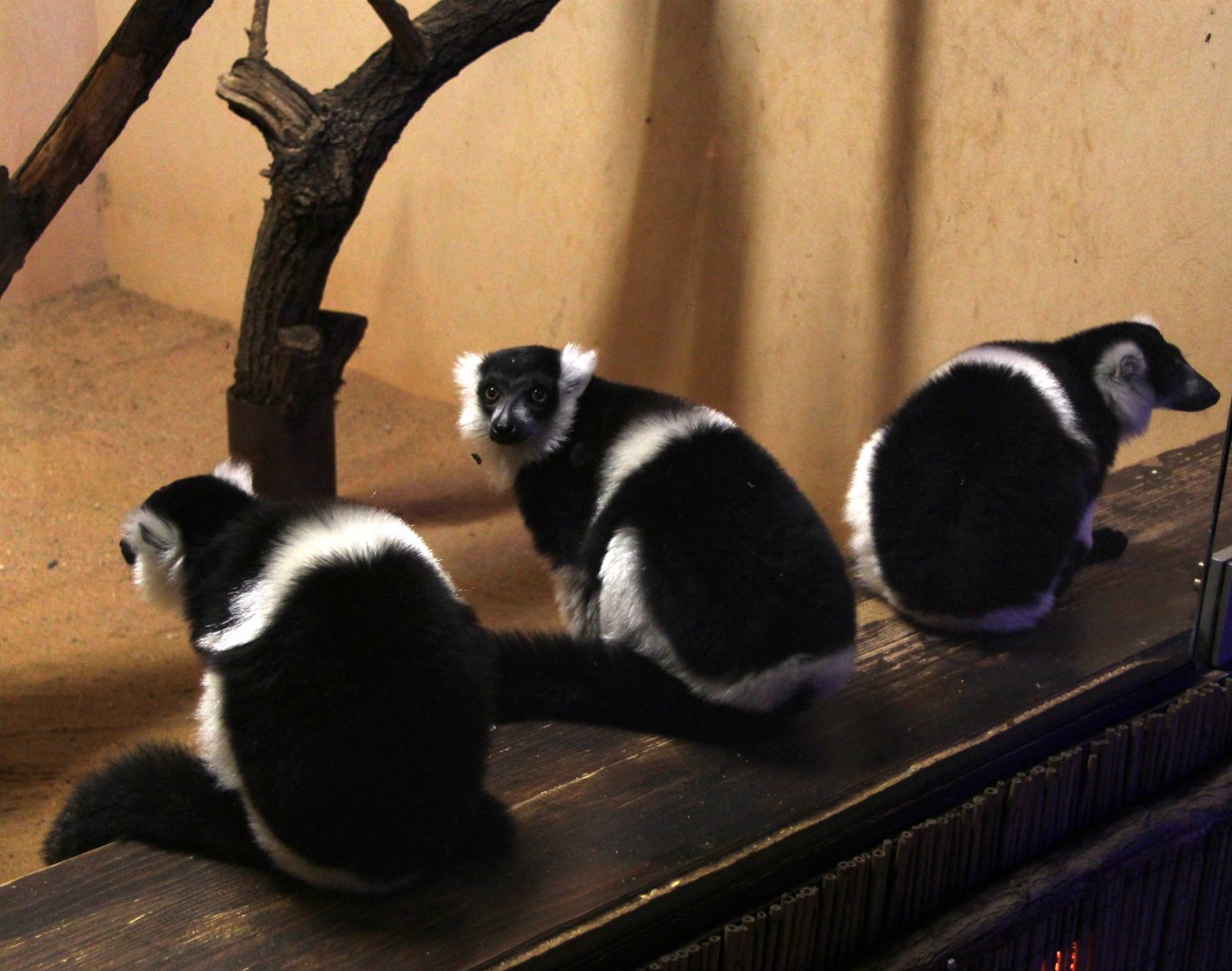 White-belted black-and-white ruffed lemur (Varecia variegata subcincta)