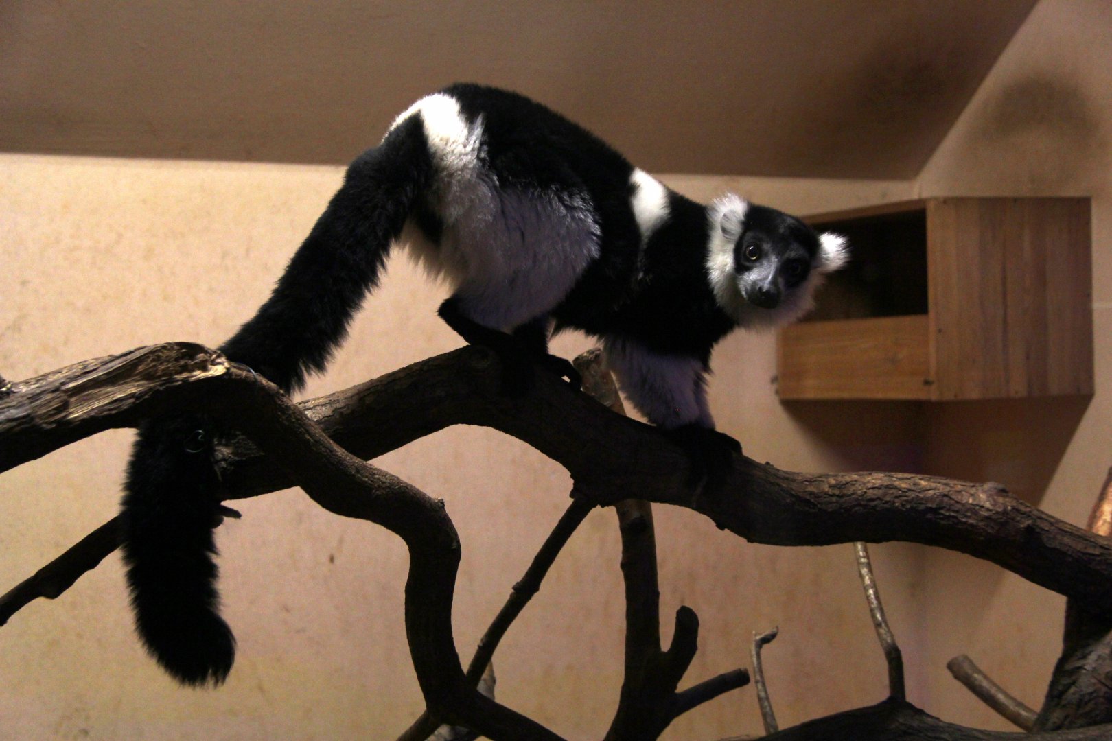 white-belted black-and-white ruffed lemur (Varecia variegata subcincta)