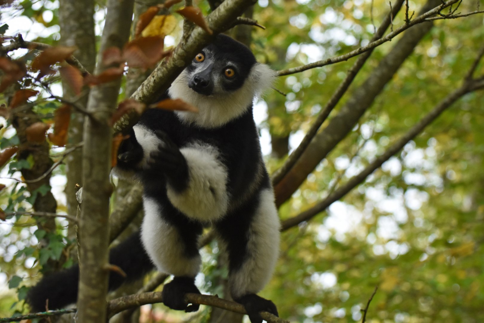 White-belted black-and-white ruffed lemur (Varecia variegata subcincta)