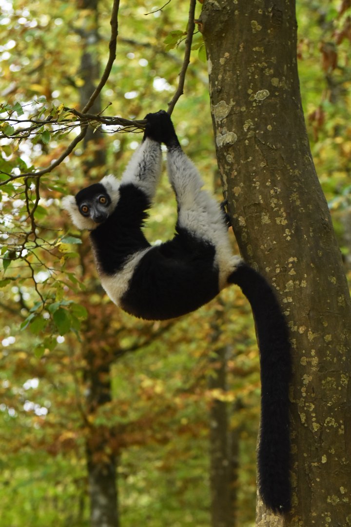 White-belted black-and-white ruffed lemur (Varecia variegata subcincta)