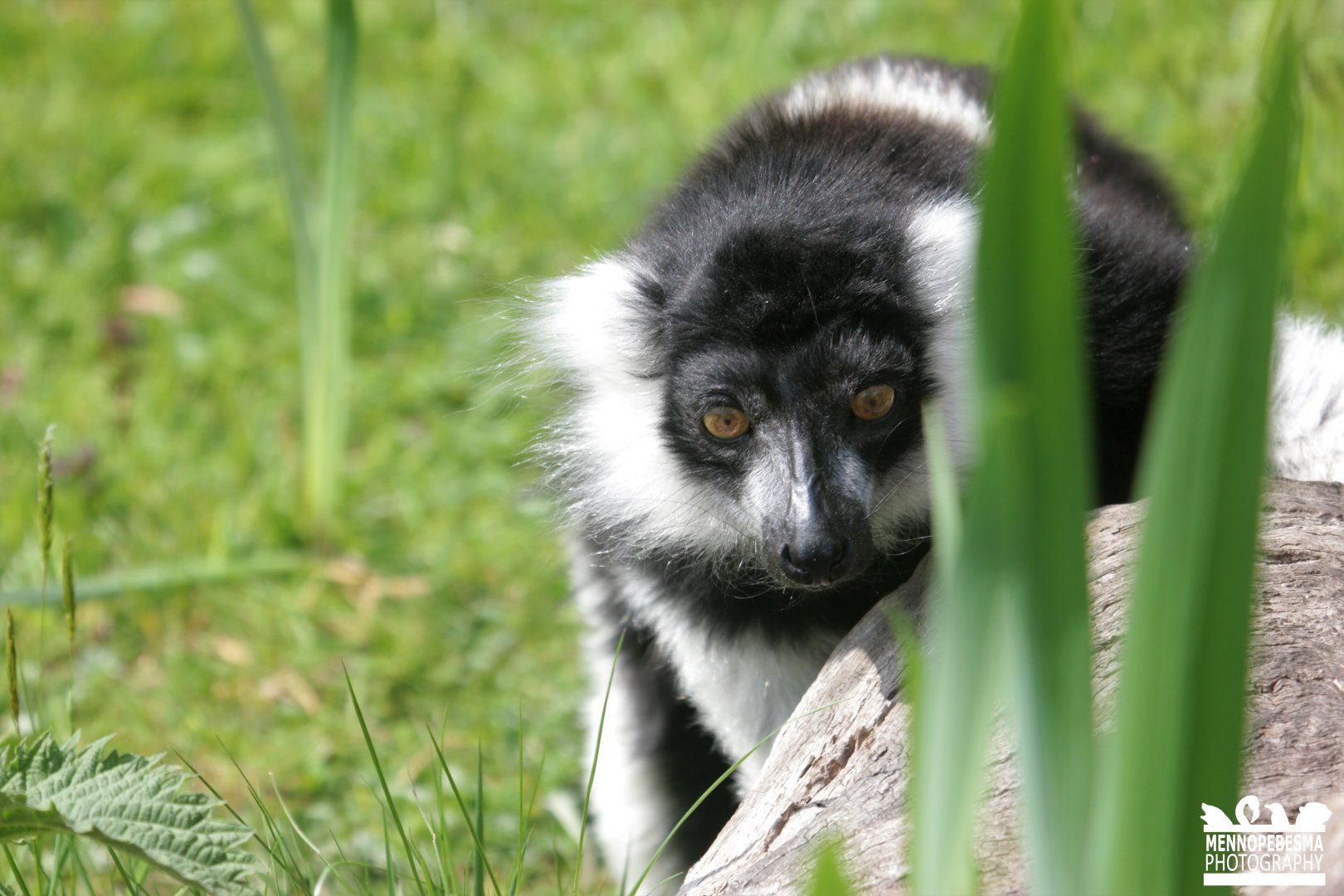 White-belted black-and-white ruffed lemur (Varecia variegata subcincta)