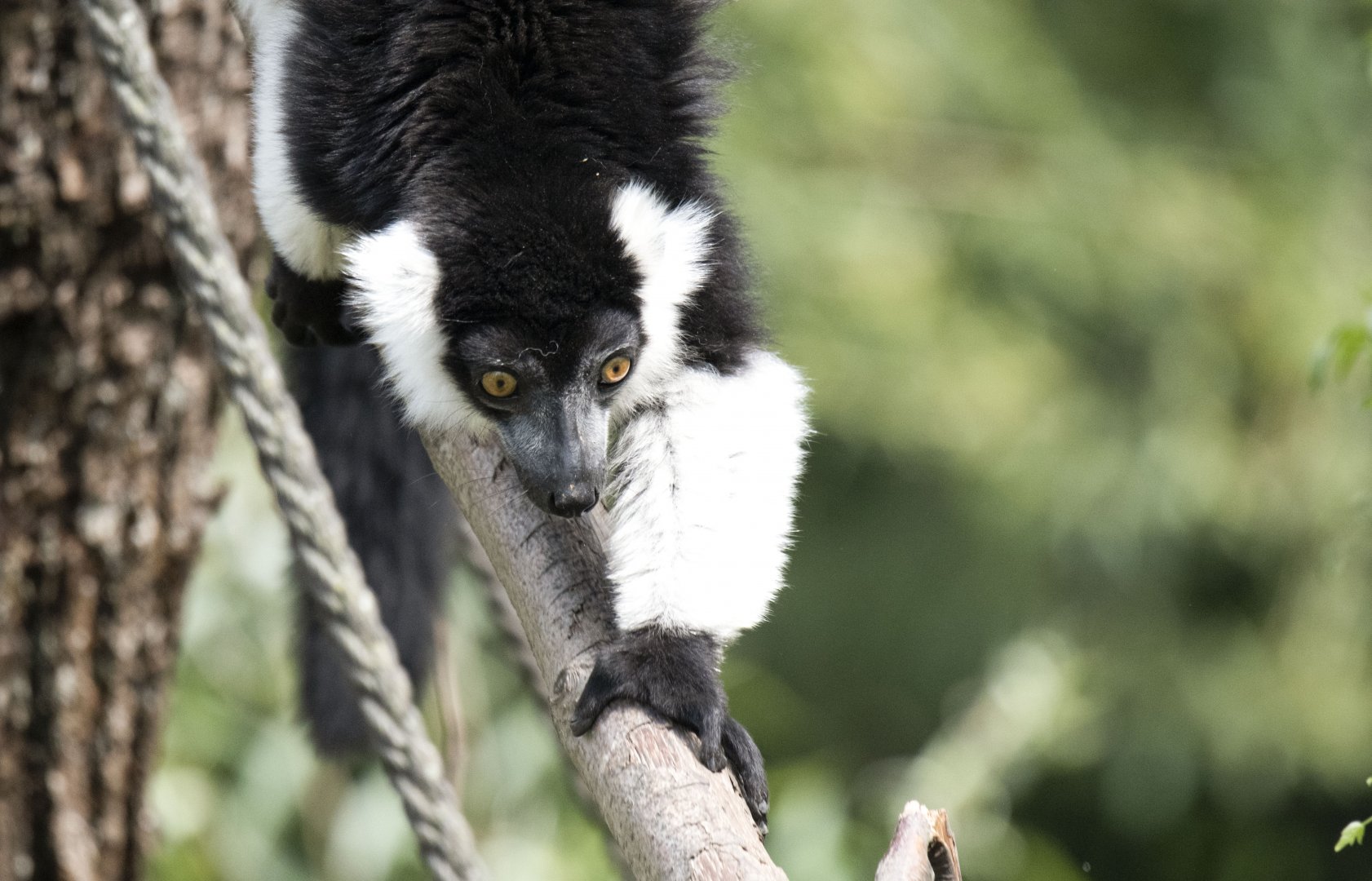 White-belted black-and-white ruffed lemur (Varecia variegata subcincta)