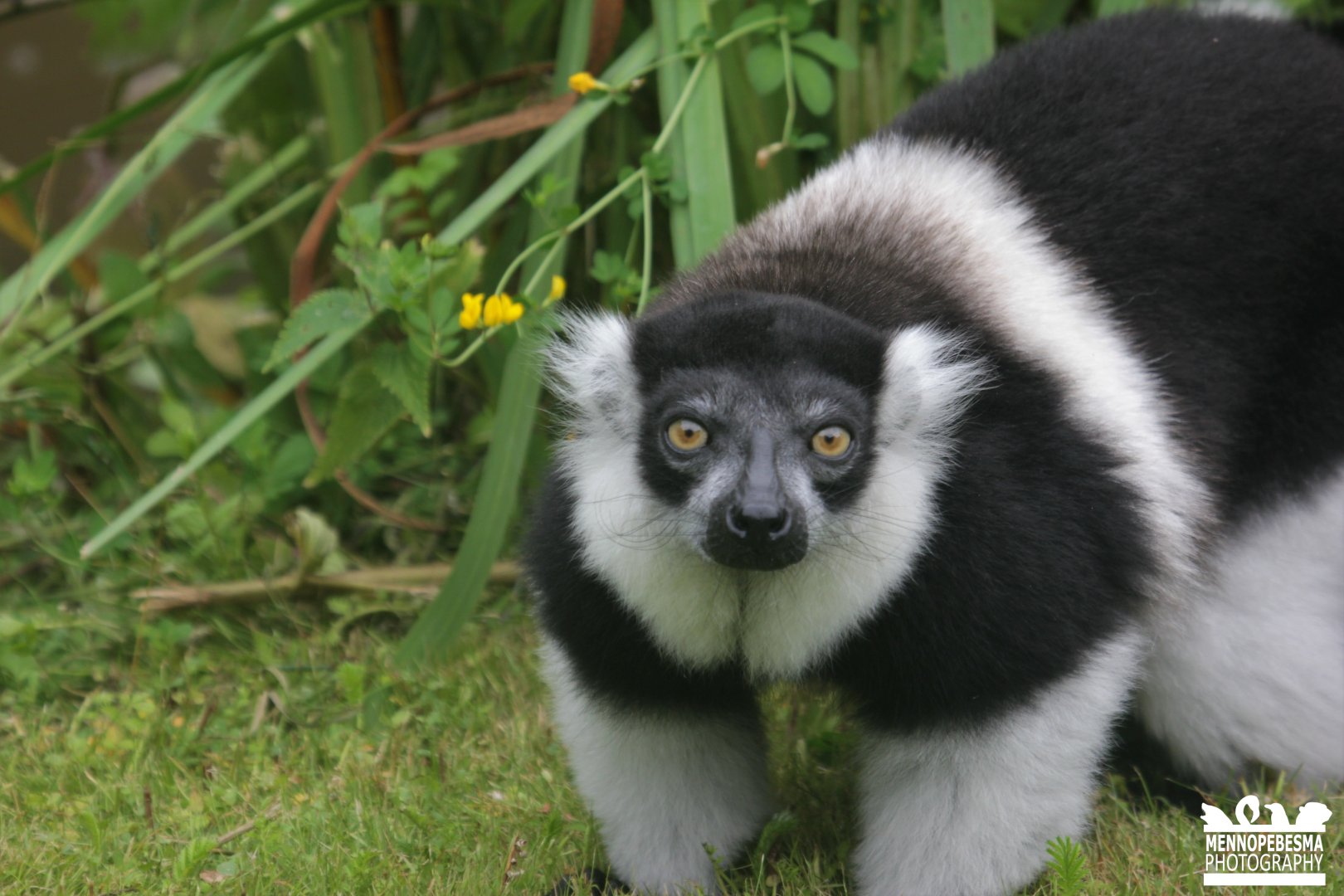 White-belted black-and-white ruffed lemur (Varecia variegata subcincta)