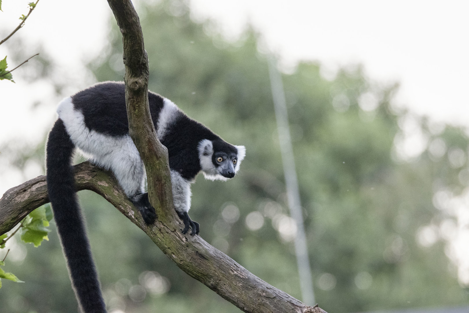 White-belted black-and-white ruffed lemur (Varecia variegata subcincta)