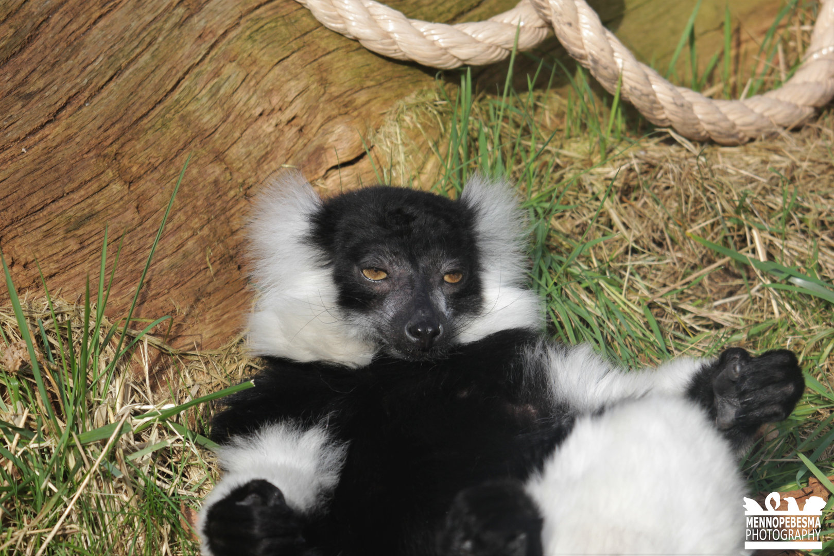 white-belted black-and-white ruffed lemur (Varecia variegata subcincta)