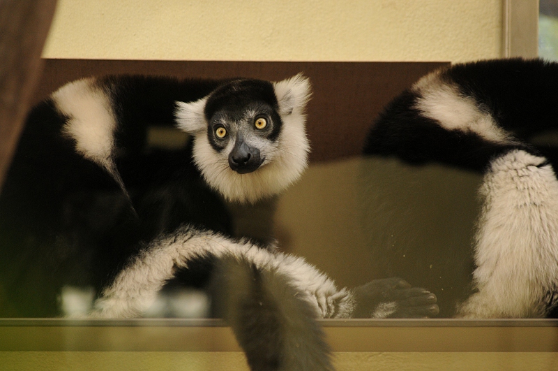 White-belted black-and-white ruffed lemur