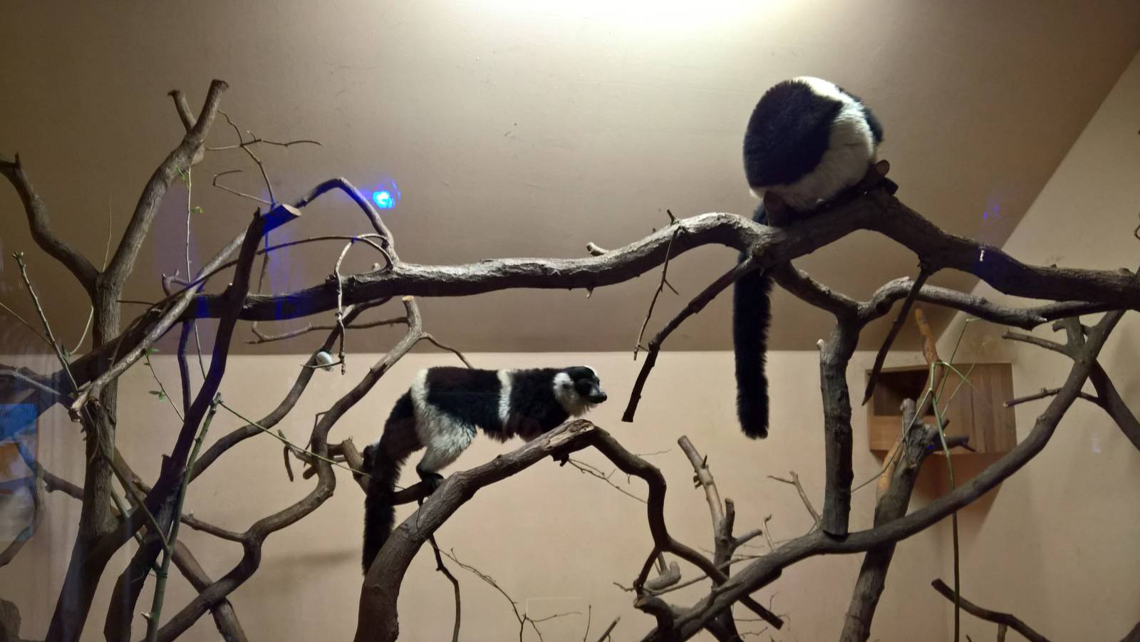 White-belted black-and-white ruffed lemur