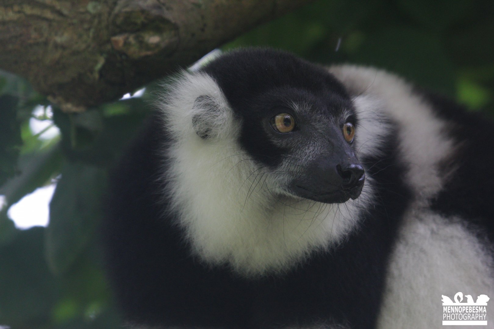 White-belted black-and-white ruffed lemur