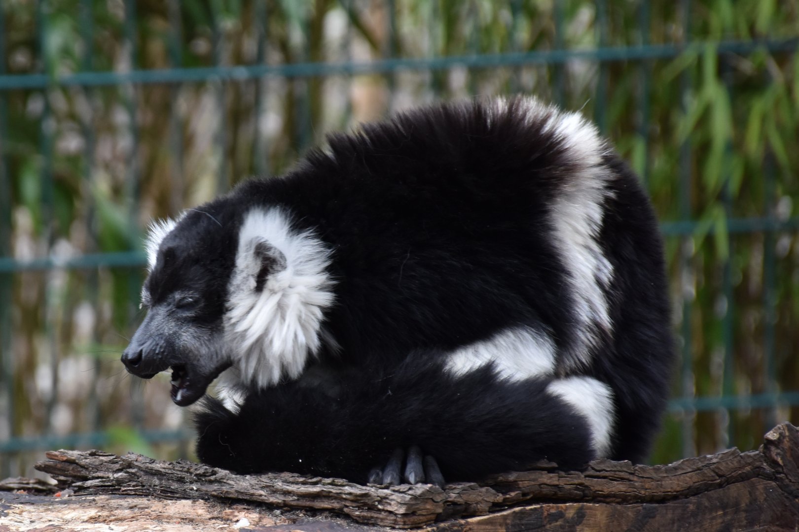 White-belted black-and-white ruffed lemur
