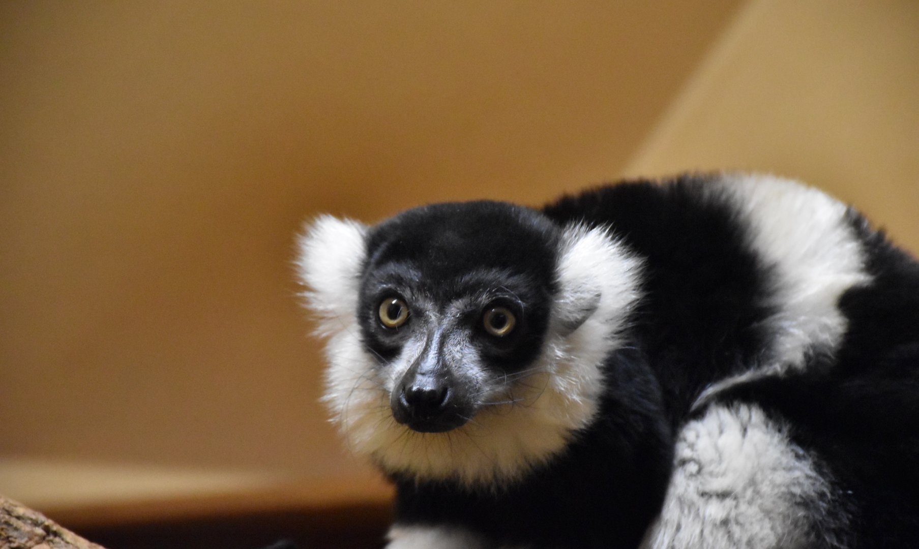 White-belted black-and-white ruffed lemur