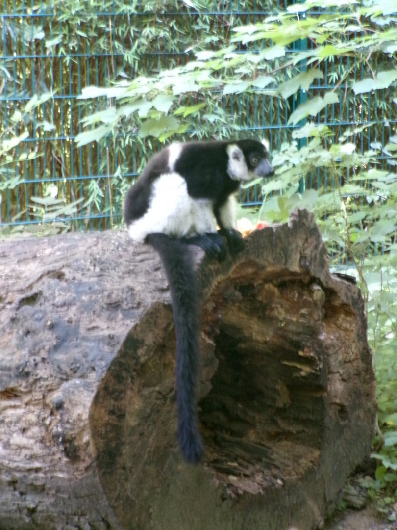 White-belted black-and-white ruffed lemur