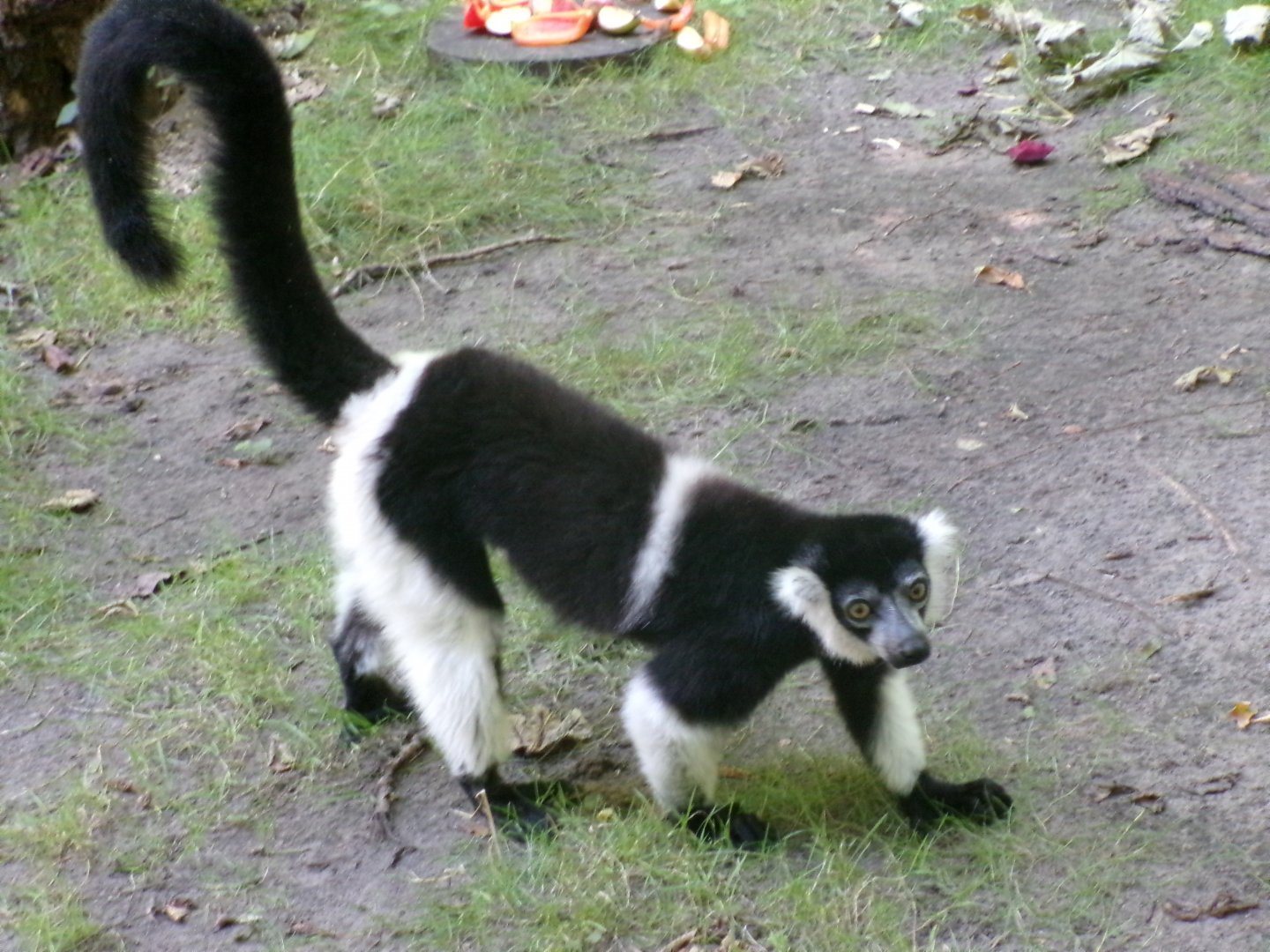 White-belted black-and-white ruffed lemur