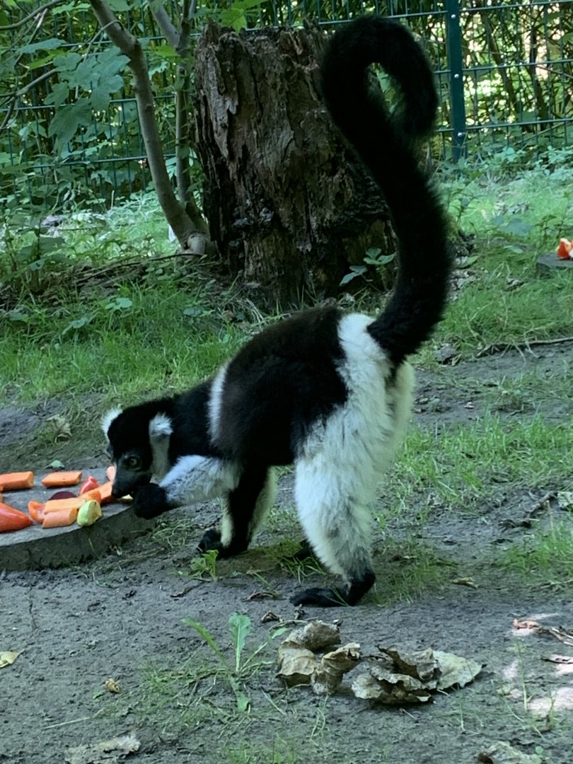 White-belted black-and-white ruffed lemur