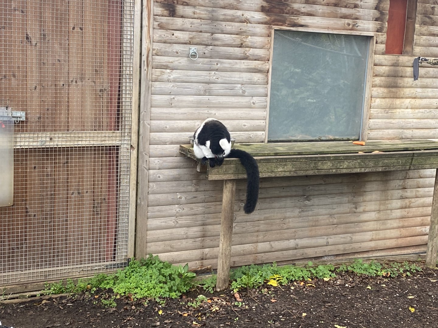White-belted black and white-ruffed lemur