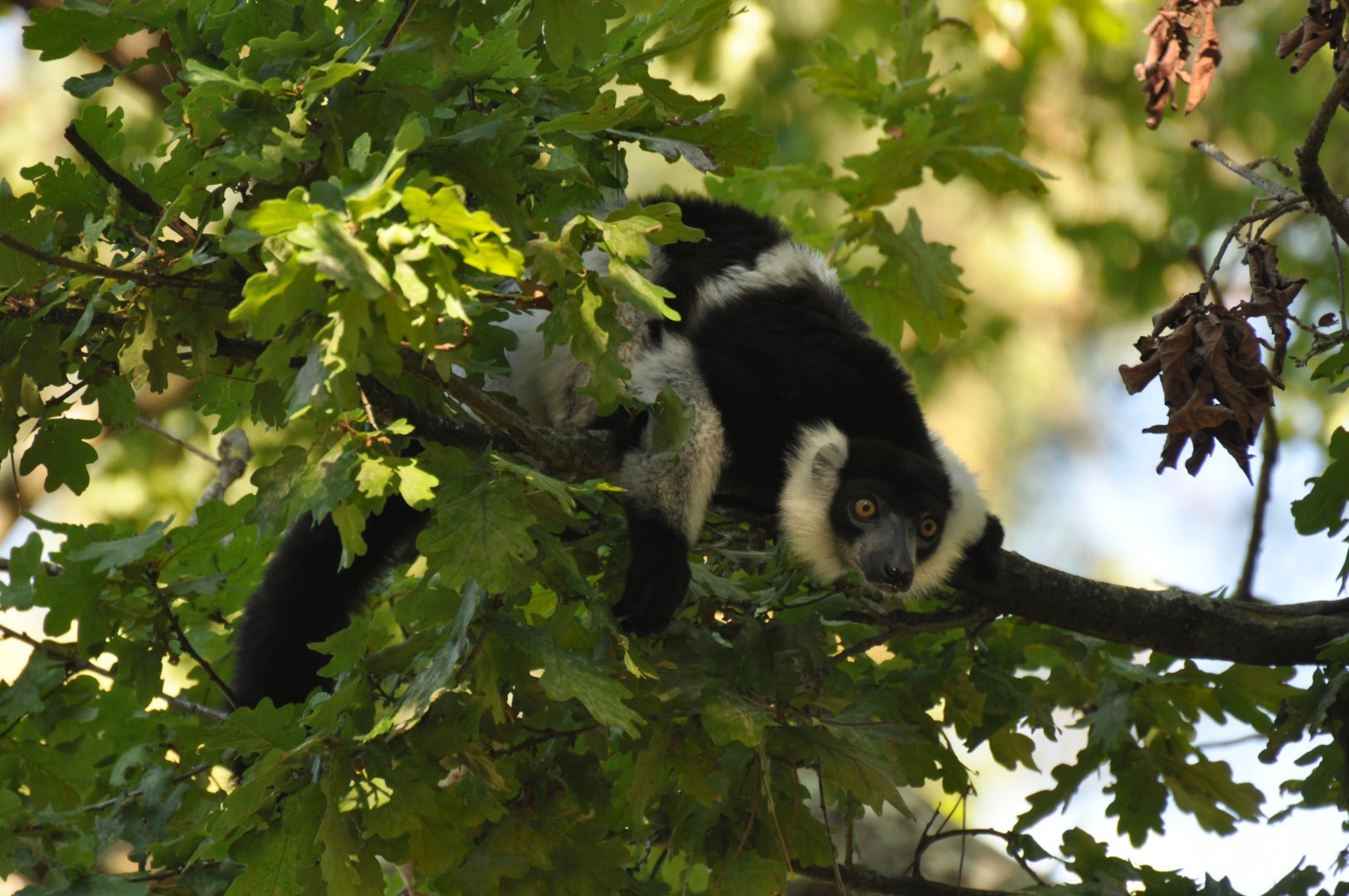 White-belted Black-and-white Ruffed (Varecia variegata subsincta)