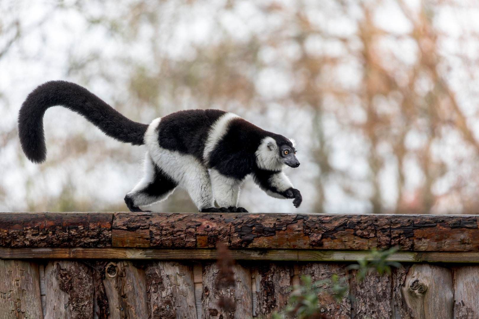 White-belted Black & White Ruffed Lemur / Newquay Zoo / 16-3-23