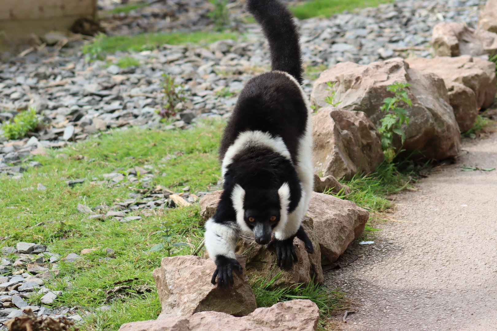 White-belted Black & White ruffed Lemur