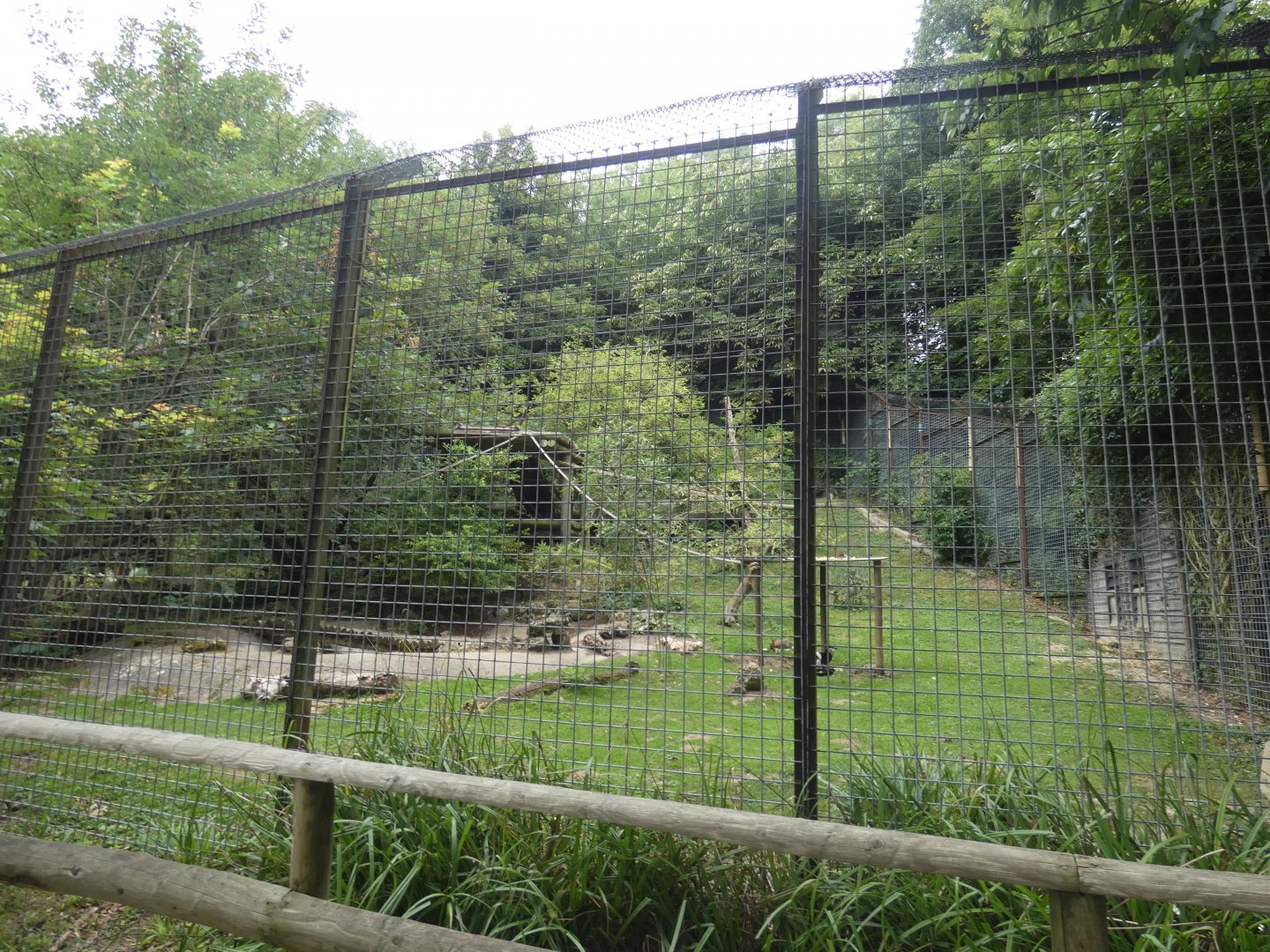 White Belted Ruffed Lemur enclosure