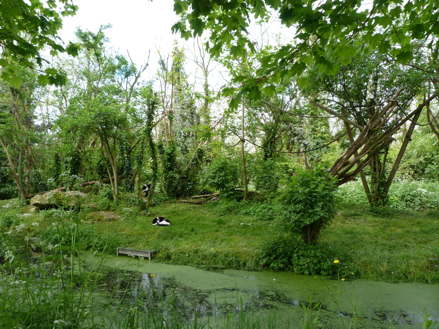 White-belted ruffed lemur exhibit -Bioparc de Doué la Fontaine (2025)