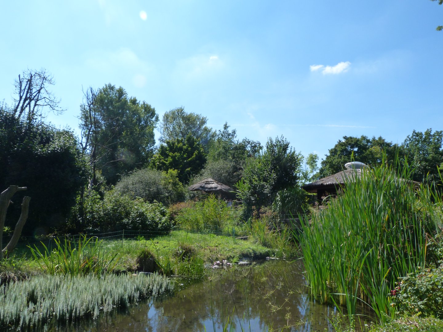White-belted ruffed lemur exhibit -Zoo Praha (2025)