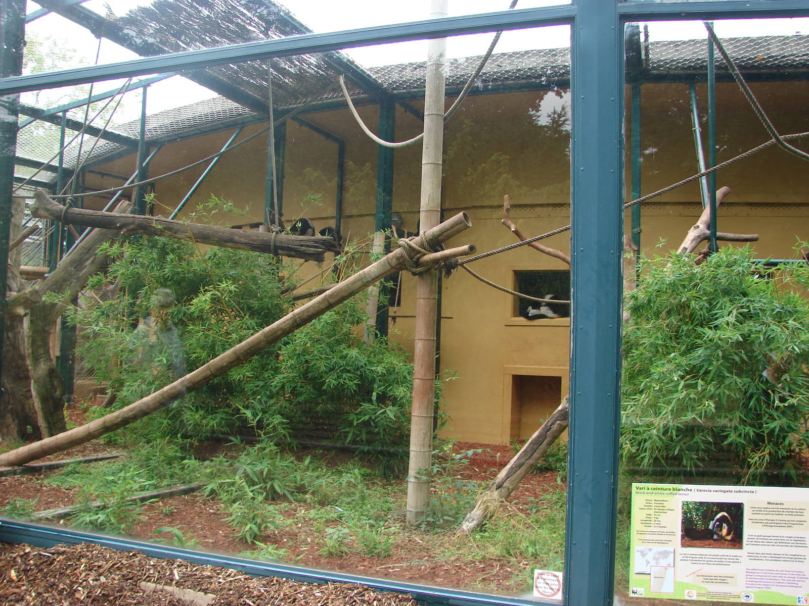 White-belted Ruffed Lemur exhibit
