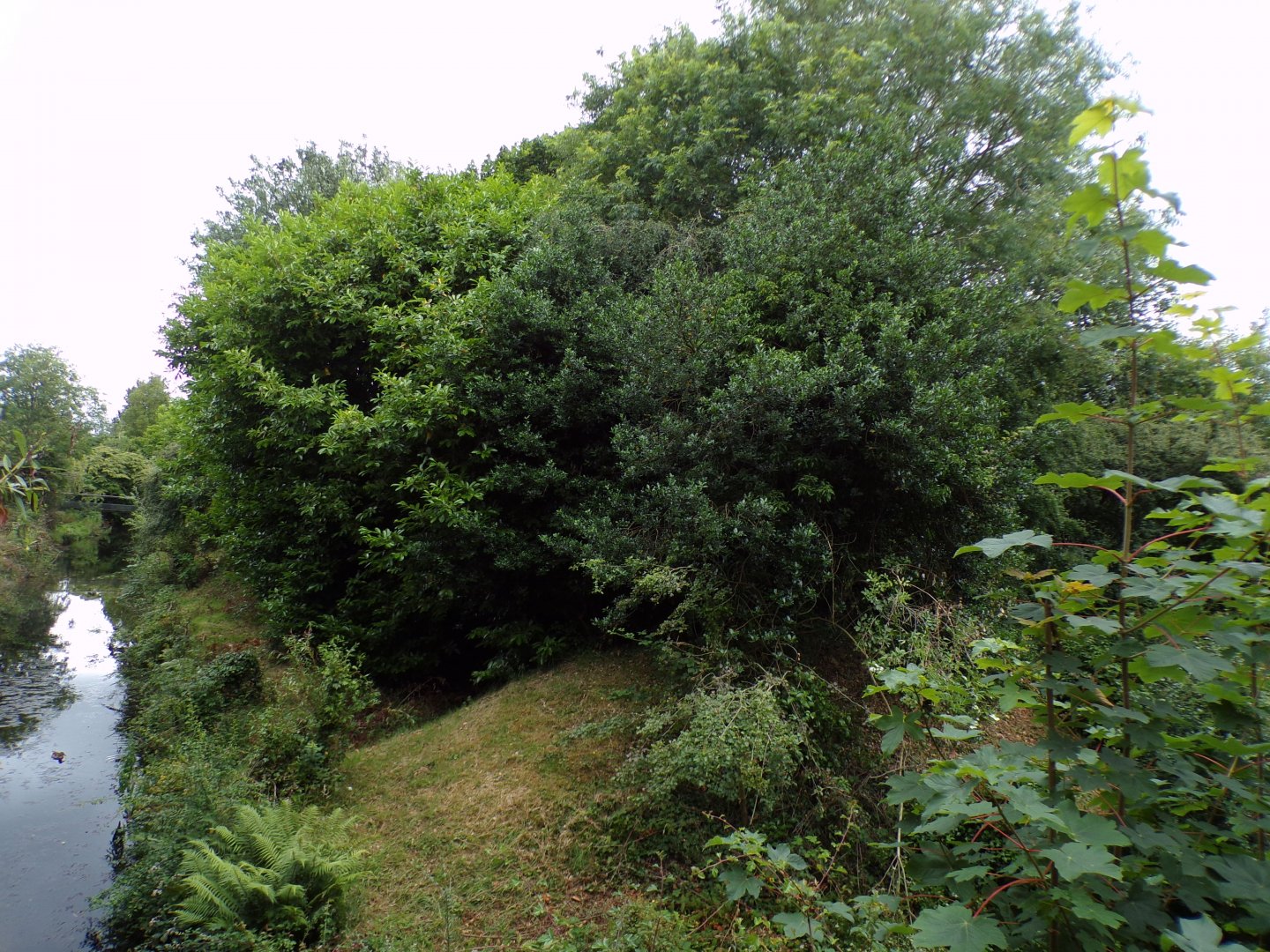 White-belted ruffed lemur island 29.6.24