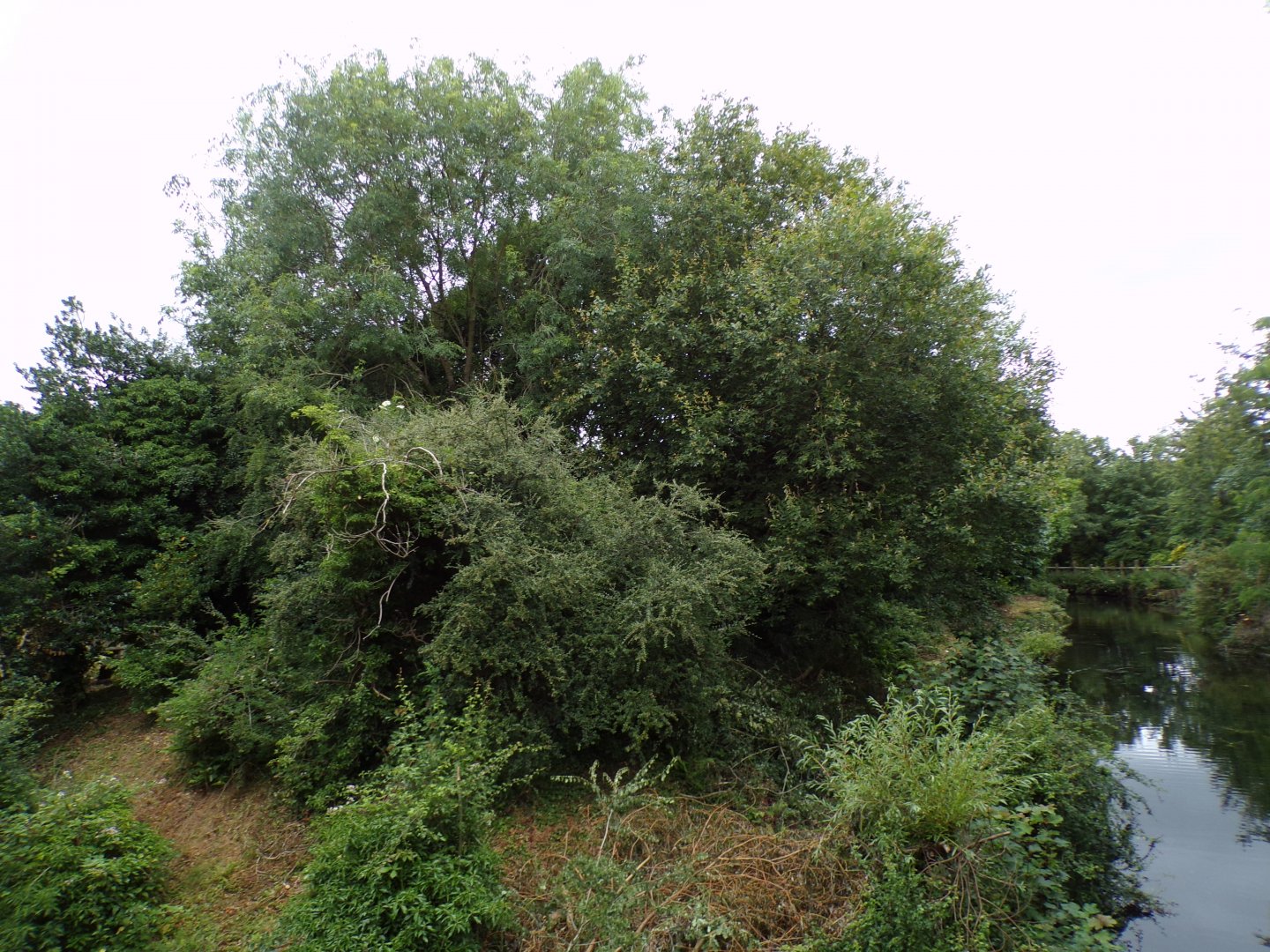 White-belted ruffed lemur island 29.6.24