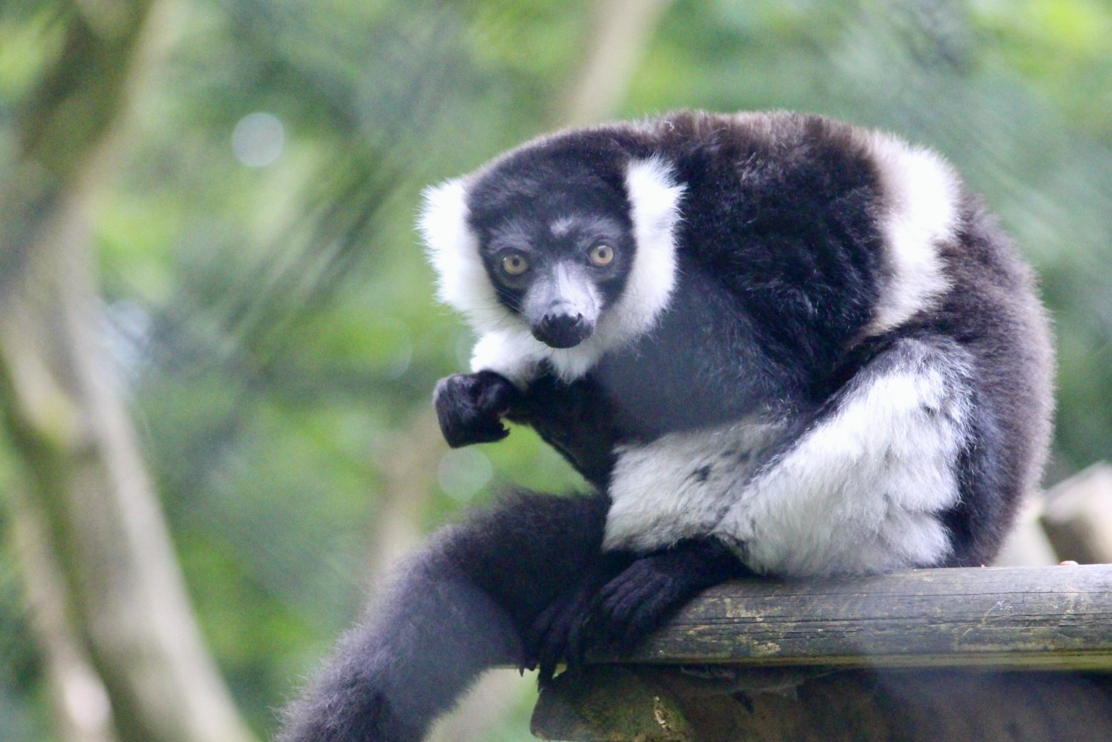 White-belted ruffed lemur (Varecia variegata subcincta) - August 2024