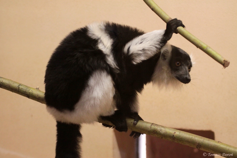 White-belted Ruffed Lemur (Varecia variegata subcincta)